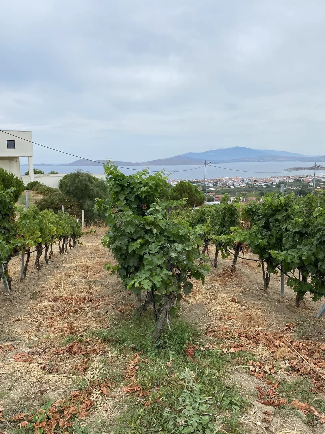 Avşa Adası bağları ve Marmara Denizi manzarası